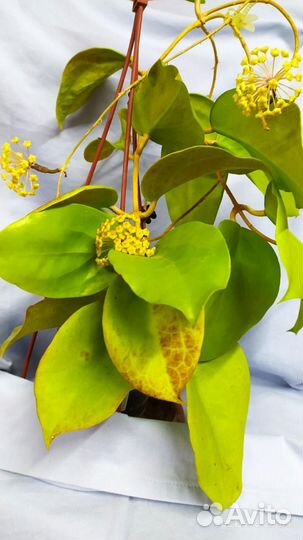 Хойи на срез и укорененные