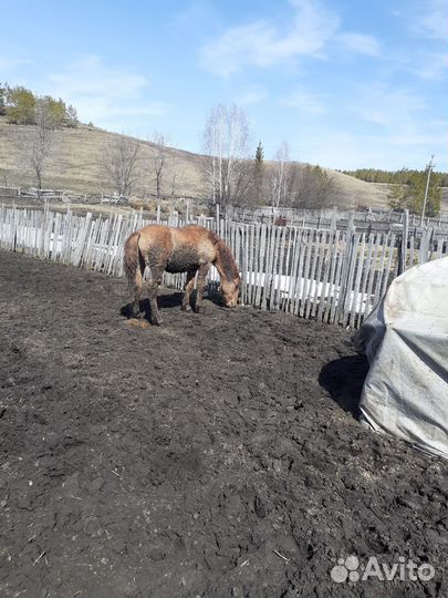 Жеребец башкирской породы,два года,откормленный