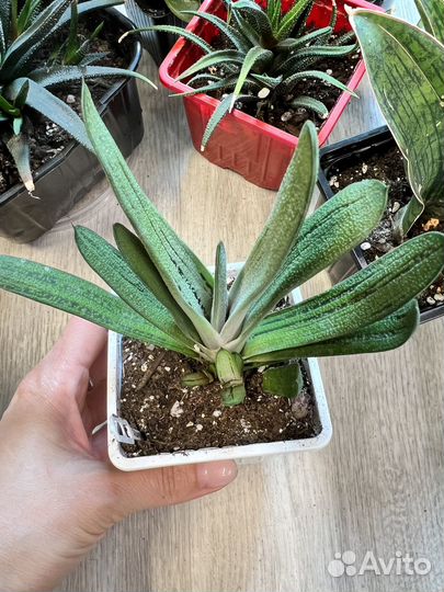 Комнатные растения цветы-суккуленты