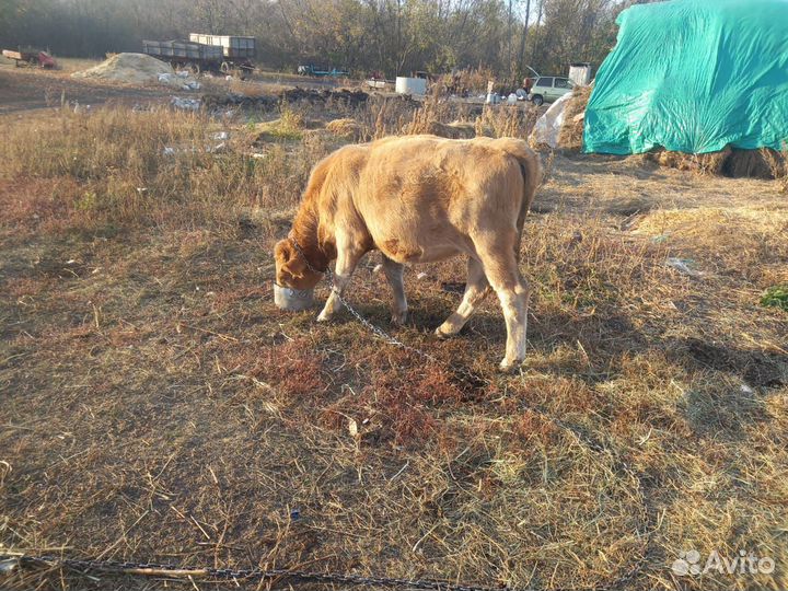 Домашние животные