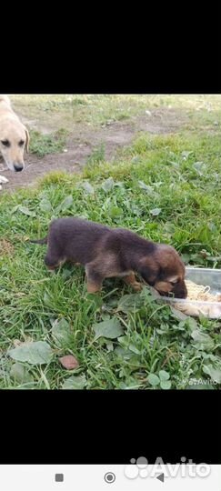 Двортерьер