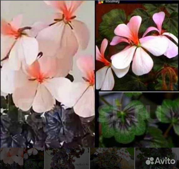 Пеларгония Стефенс блэк, мини