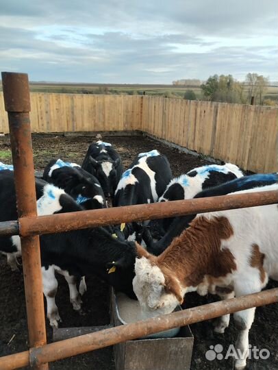 Корова дойная и бычки телята