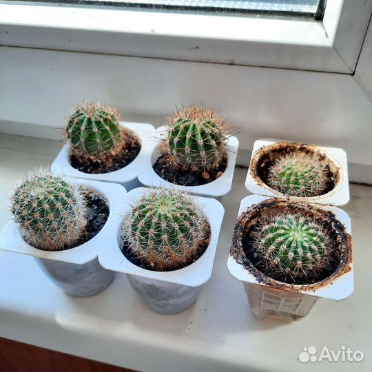 Эхинопсис розовый детки