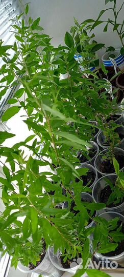 Гранат мини (карликовый)