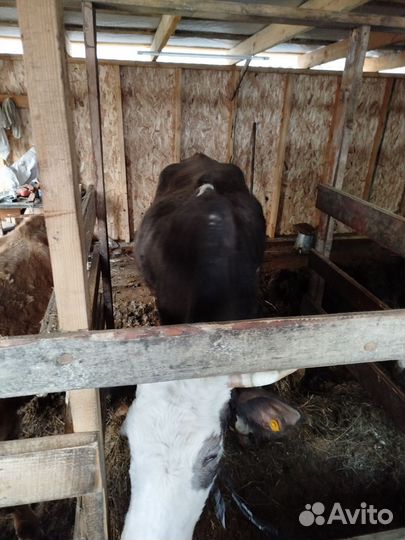Коровы дойные молочные стельные