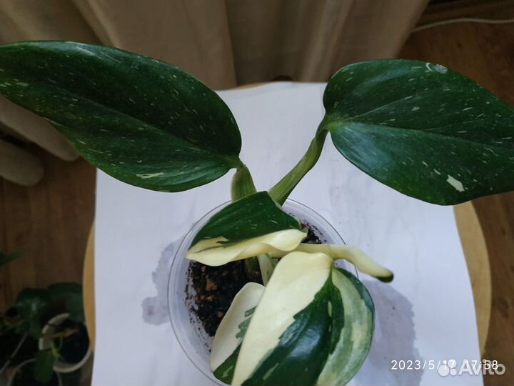 Жёлтая кобра