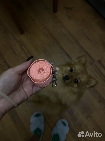 Шлейка для маленькой собаки