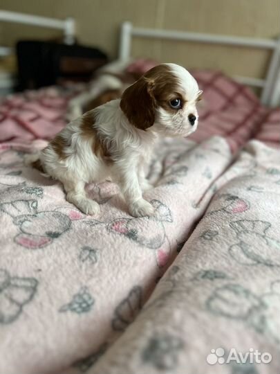 Кавалер Кинг чарльз спаниель девочка