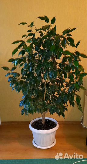 Фикус бенжамина