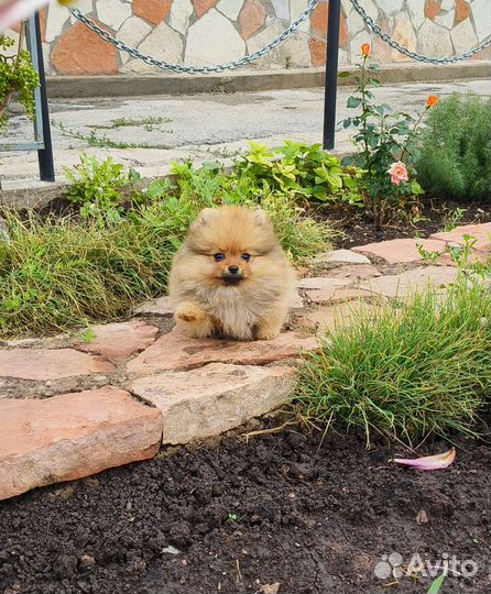 Щенки шпица