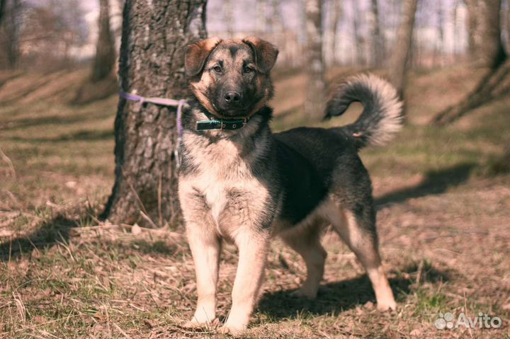 Оладушек из приюта 10 мес