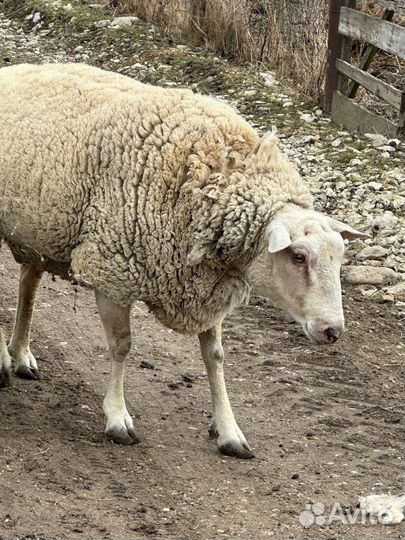 Баран Тексель