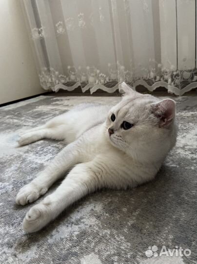 Британский кот вязка