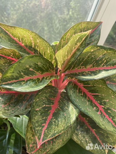 Аглаонема Ред Нерф (Суприм)