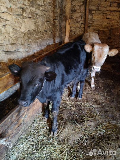 Теленки бычки