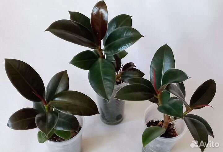 Комнатные цветы