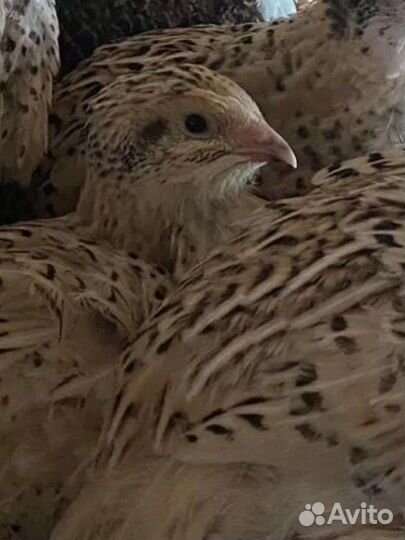 Яйца перепелиные, Инкубационное яйцо перепелов