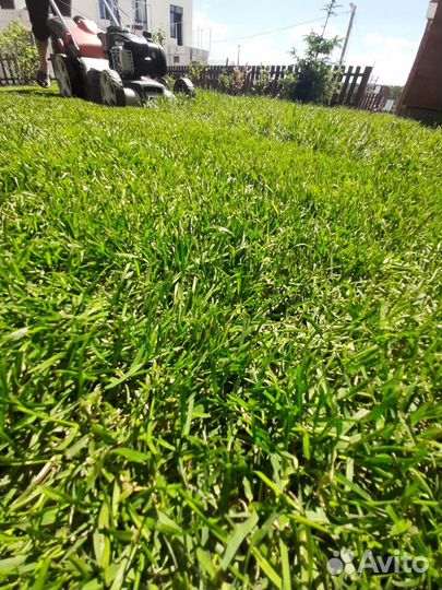 Рулонный газон, уход за газоном