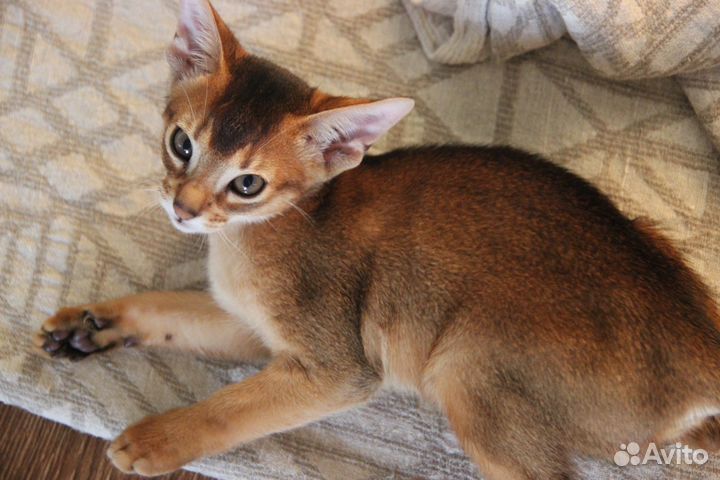 Абиссинские котята-девочки