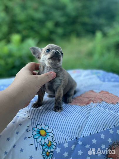 Супер мальчики чихуа