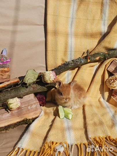 Декоративные кролики