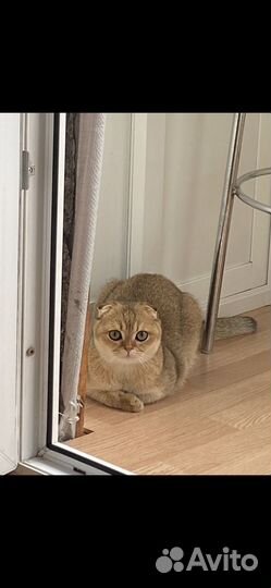 Кот на вязку