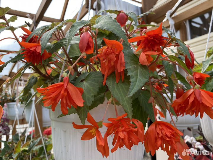 Бегония Беллекония