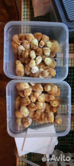 Яйца, цыплята от домашних кур