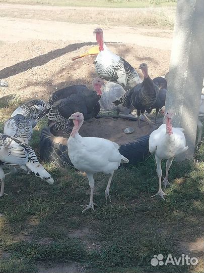 Индюки домашние