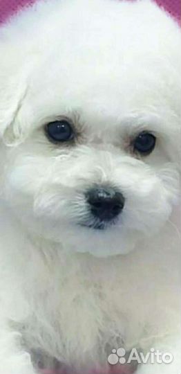 Щенки бишон фризе