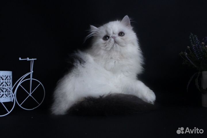 Персидская кошечка-конфетка