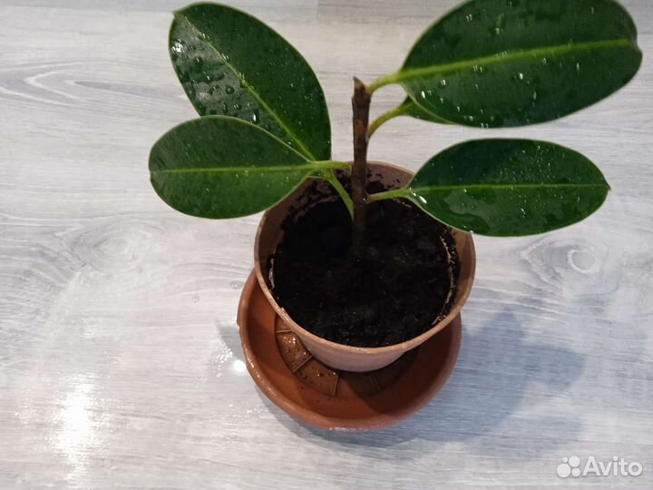 Фикус каучуконосный