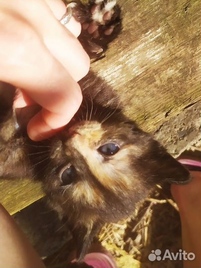 Прекрасные малыши в самые добрые руки