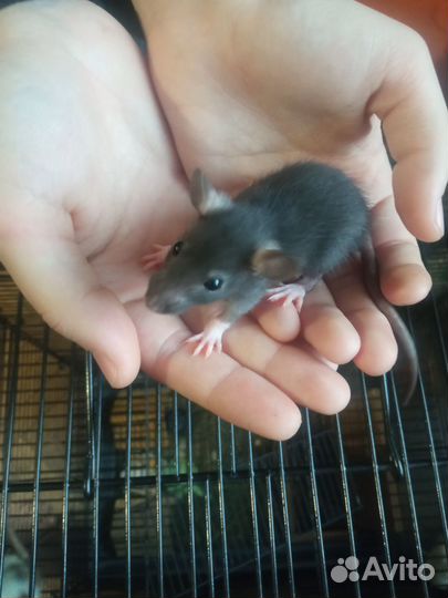 Крысята, крысята дамбо