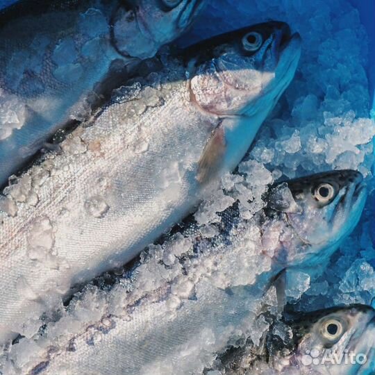 Форель охлажденная (от 1 тонны)