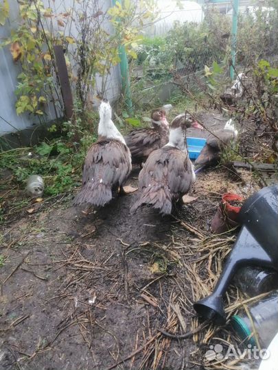 Мускусные утки