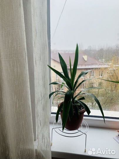 Пальма юкка