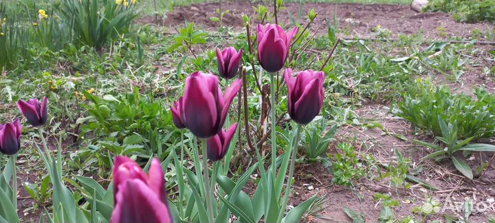 Тюльпаны