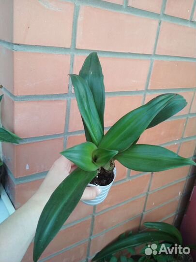 Комнатные растения 2