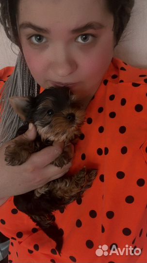 Йоркширский терьер мини девочка