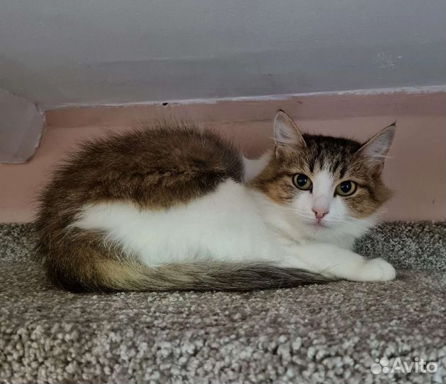 Кошка в дар бесплатно