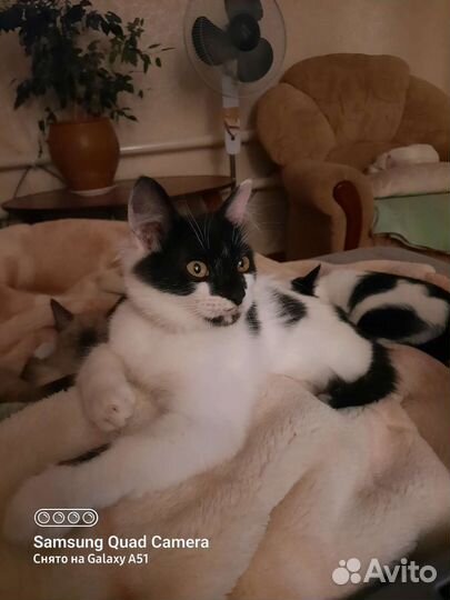 Лёлик. Котик в добрые руки