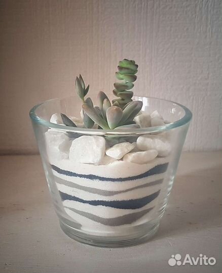 Флорариум мини. Суккуленты