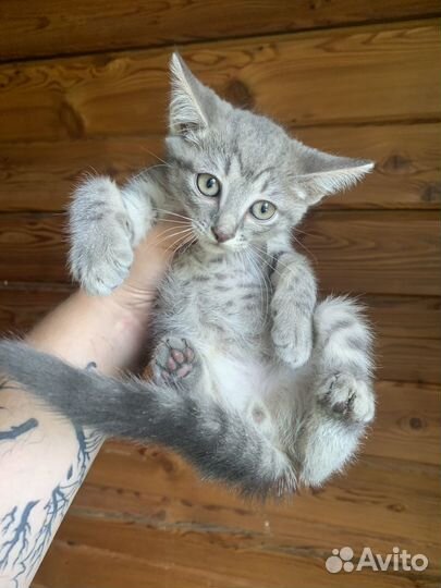 Котята в добрый руки