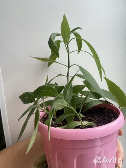 Руэллия,Молочай, хлорофитум