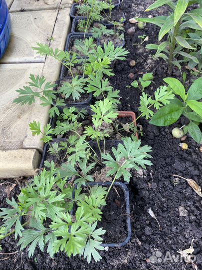 Гейхера, клематис, фалярис, прострел, астильба