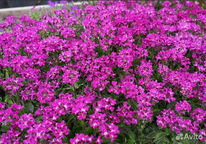 Многолетники