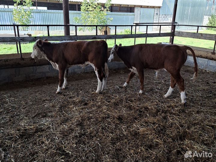 Бычки казахские белоголовые