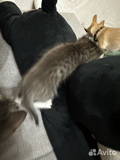 Котята в добрые руки бесплатно мальчики